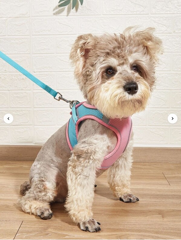 A small dog with a blue leash and a pink harness sitting on a wooden floor.