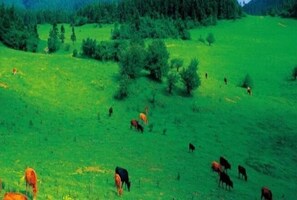 Miscellaneous - Wulong Youjia Hotel (Chongqing)