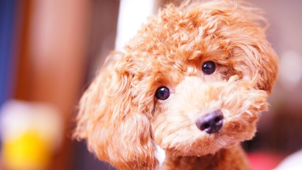 A close-up of a curly-haired dog. - Lynx Chandler/ocotillo (Chandler)