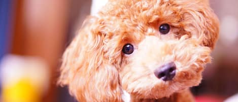 A close-up of a curly-haired dog.