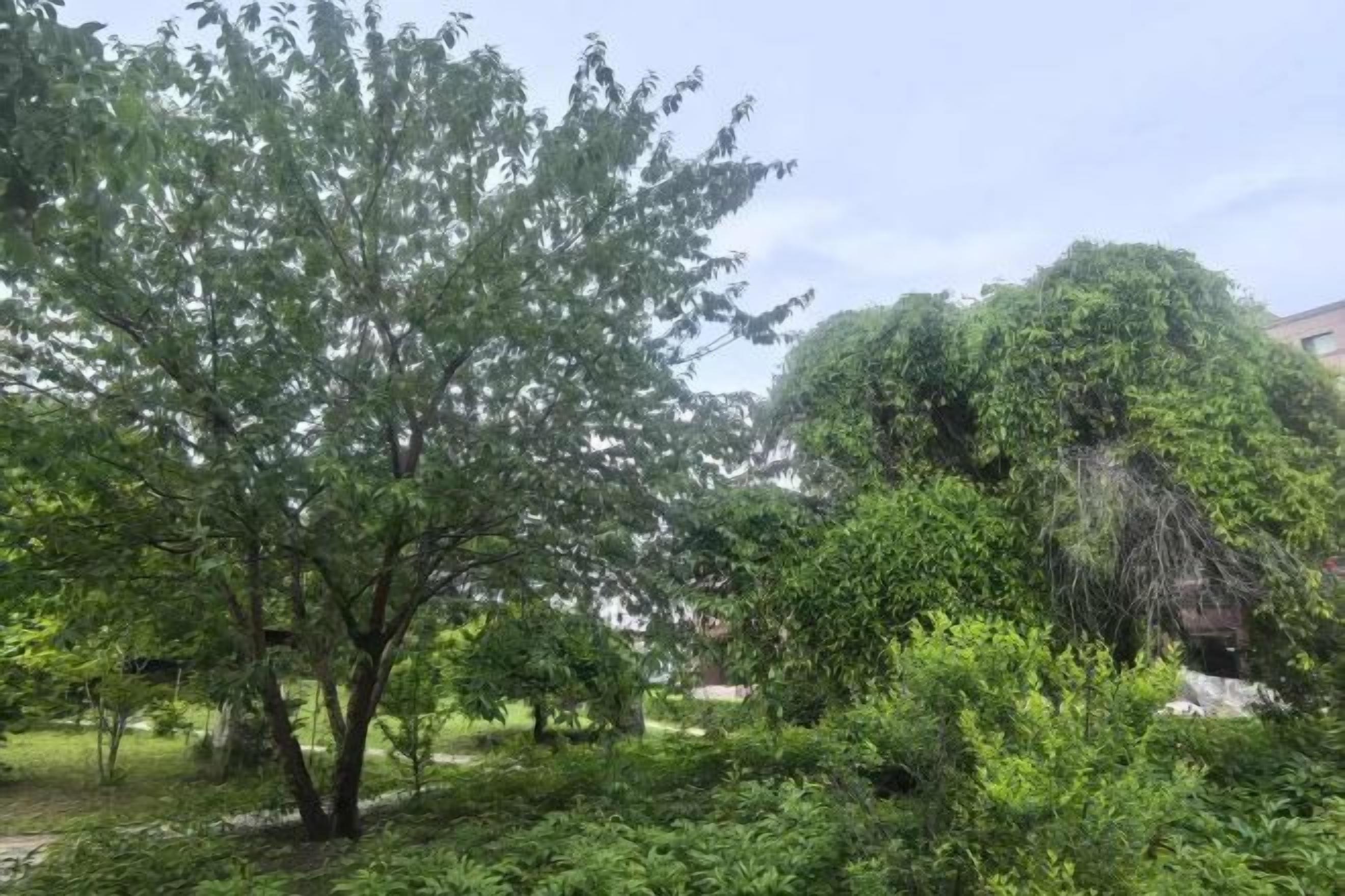 A garden with various trees and shrubs.