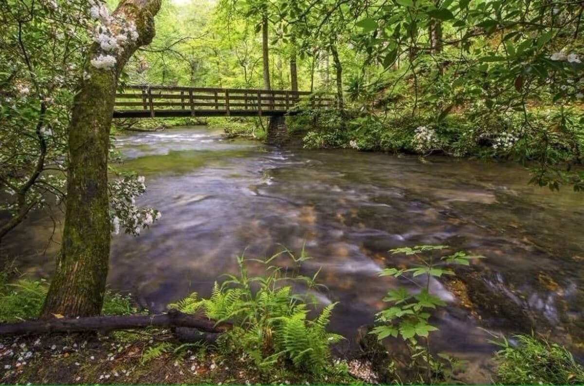 Une zone boisée avec un pont en bois qui enjambe un ruisseau.