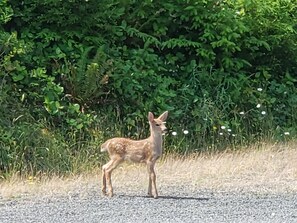 Pool - Luxurious quiet cottage on 25 acre rescue farm. In the forest above Port Angeles (Port Angeles)