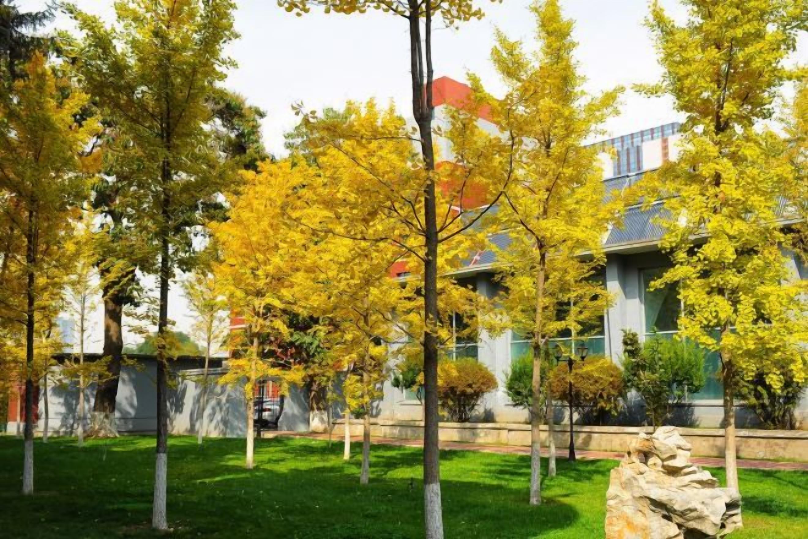 Une cour intérieure avec des arbres et un bâtiment en arrière-plan.
