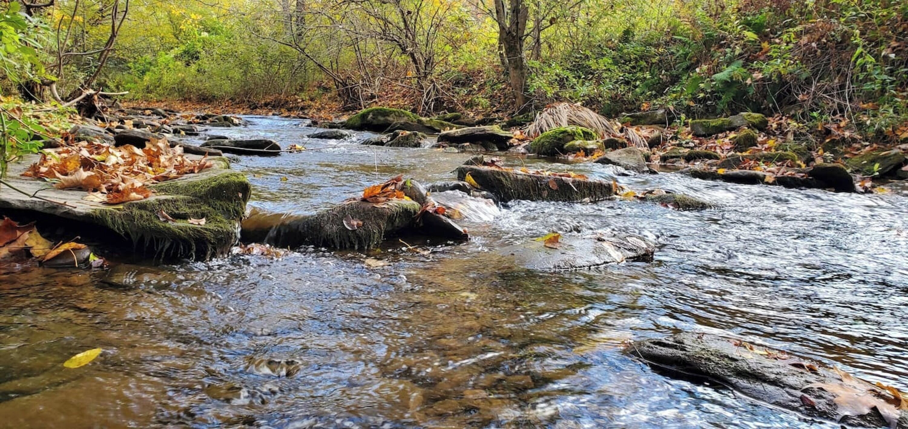 A natural stream with rocks and fallen leaves.