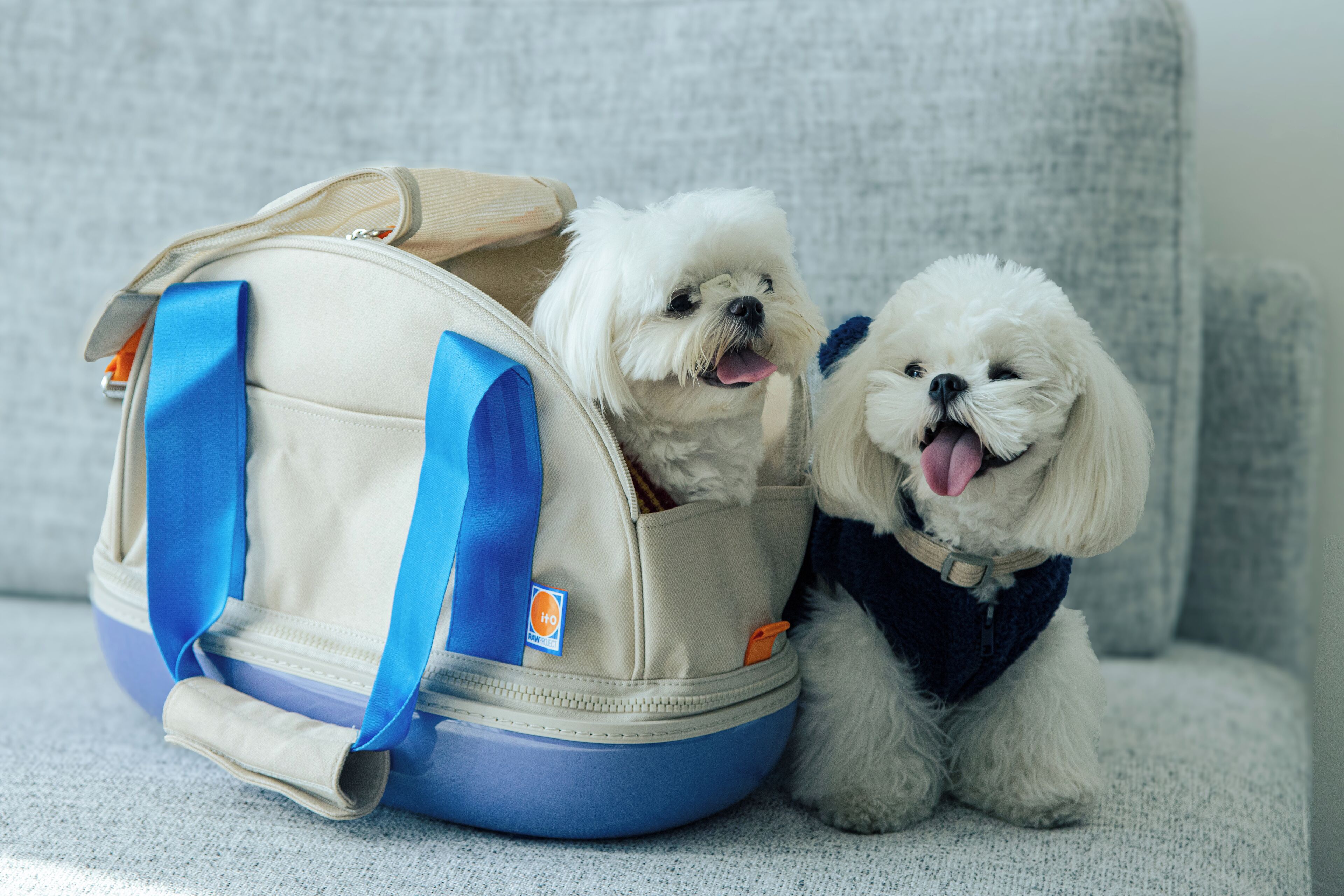 Zwei kleine weiße Hunde sitzen in einem beige- und blauen Rucksack auf einem grauen Sofa.