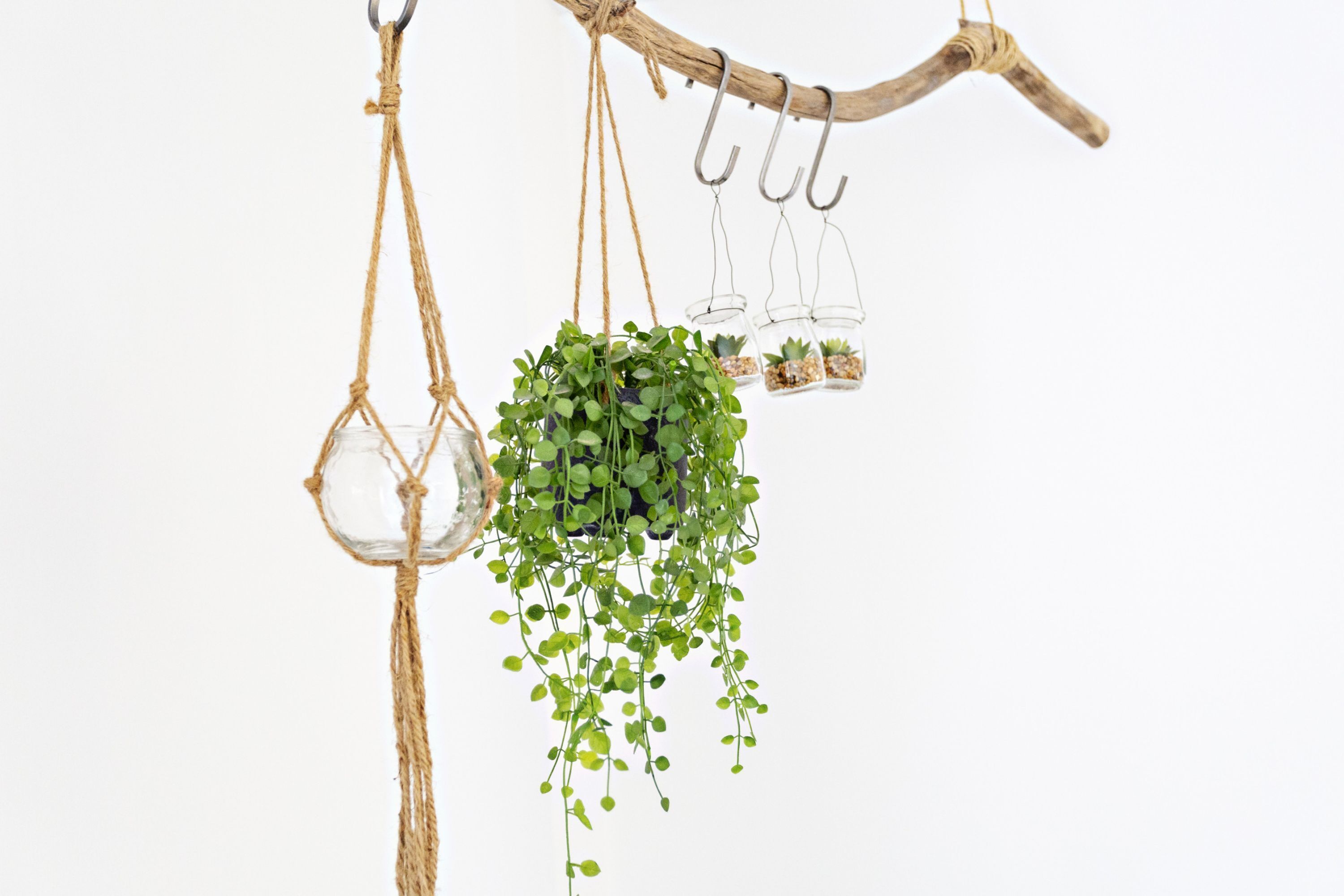 Un arrangement de plantes suspendues composé d  ’un grand pot central et de plus petits pots disposés sur une branche.