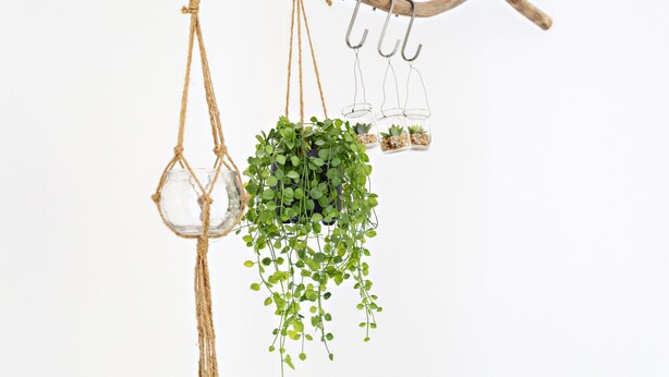 A hanging plant arrangement with a large central pot and smaller pots on a branch. - Formosa Bay - AM in Tavira (Tavira)