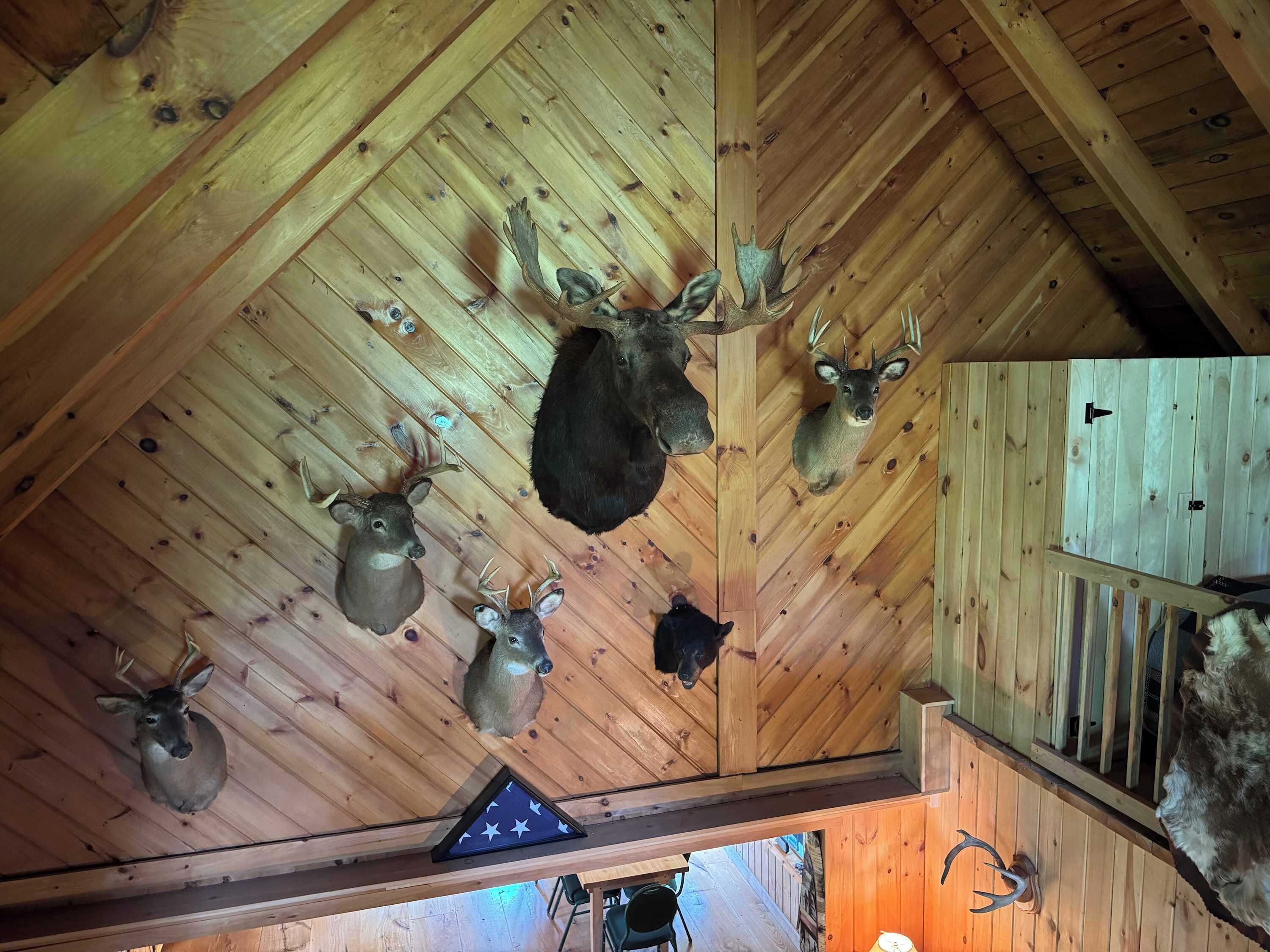 A room with wooden ceiling beams and mounted animal heads, including deer and a moose.