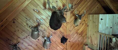 A room with wooden ceiling beams and mounted animal heads, including deer and a moose.