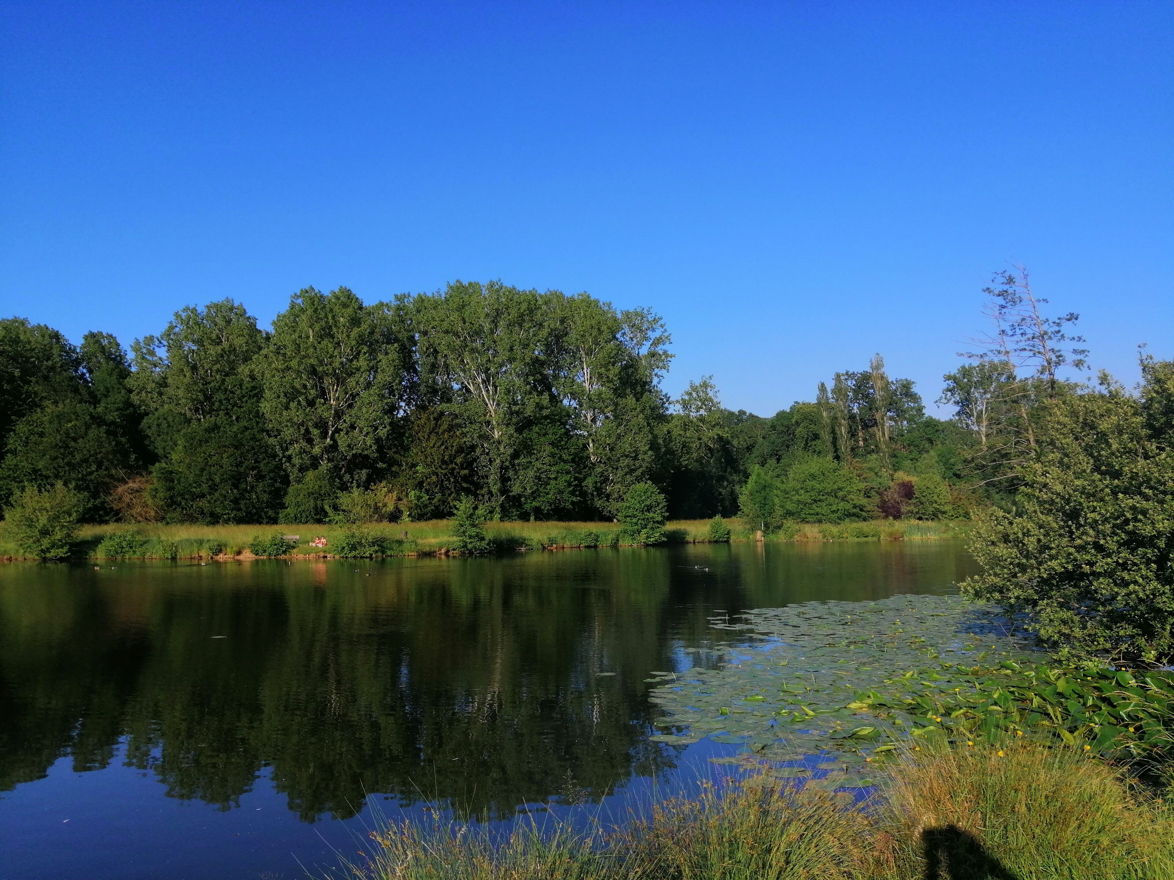 Un lago tranquilo rodeado de árboles densos y abundante vegetación.