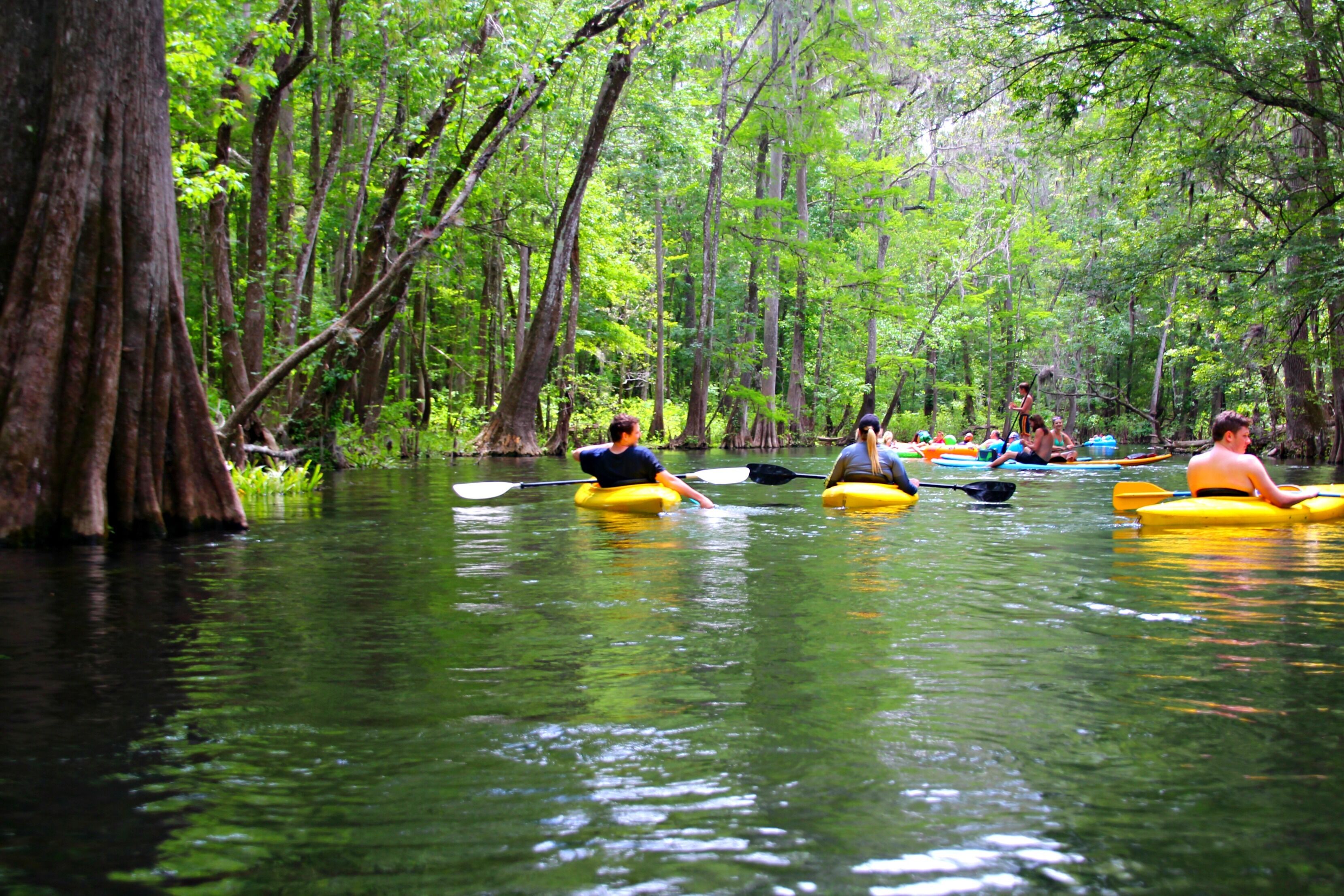 A group of people kayaking on a river surrounded by dense forest.