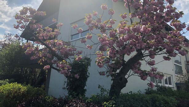 Een gebouw met een schuin dak en bloeiende roze bomen ervoor.