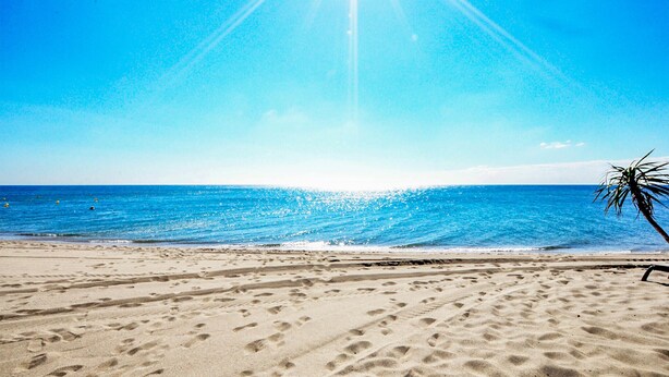 A beach with footprints in the sand, a palm tree, and the ocean under a clear sky. - Amazing apartment in Le Barcarès (Le Barcarès)