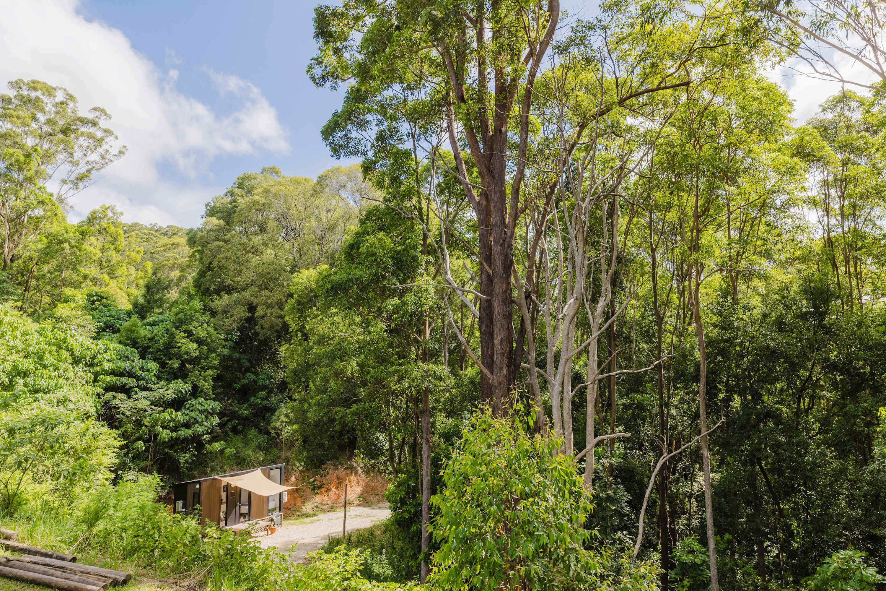 A secluded cabin surrounded by dense forest.
