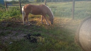Un caballo pastando en un campo cercado con un fardo de heno cerca.