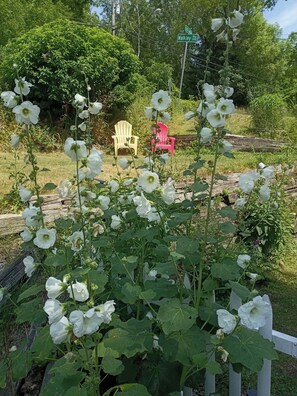 Een tuin met witte bloemen, een houten hek en twee stoelen.