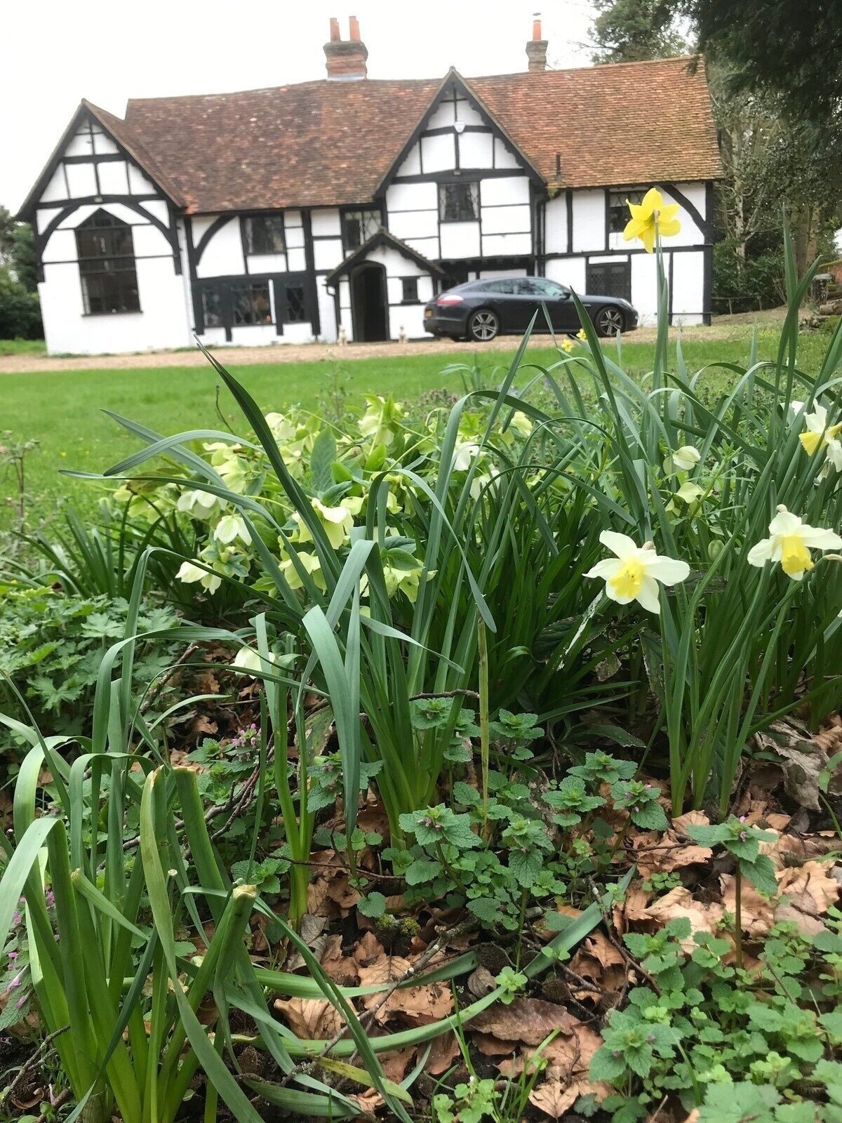 A traditional Tudor-style house with a well-maintained garden featuring daffodils and ferns.