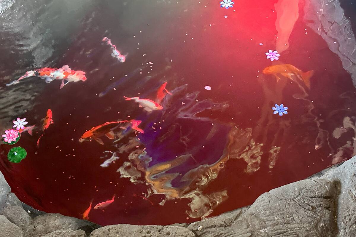 A koi pond with various fish, lily pads, and decorative flowers.