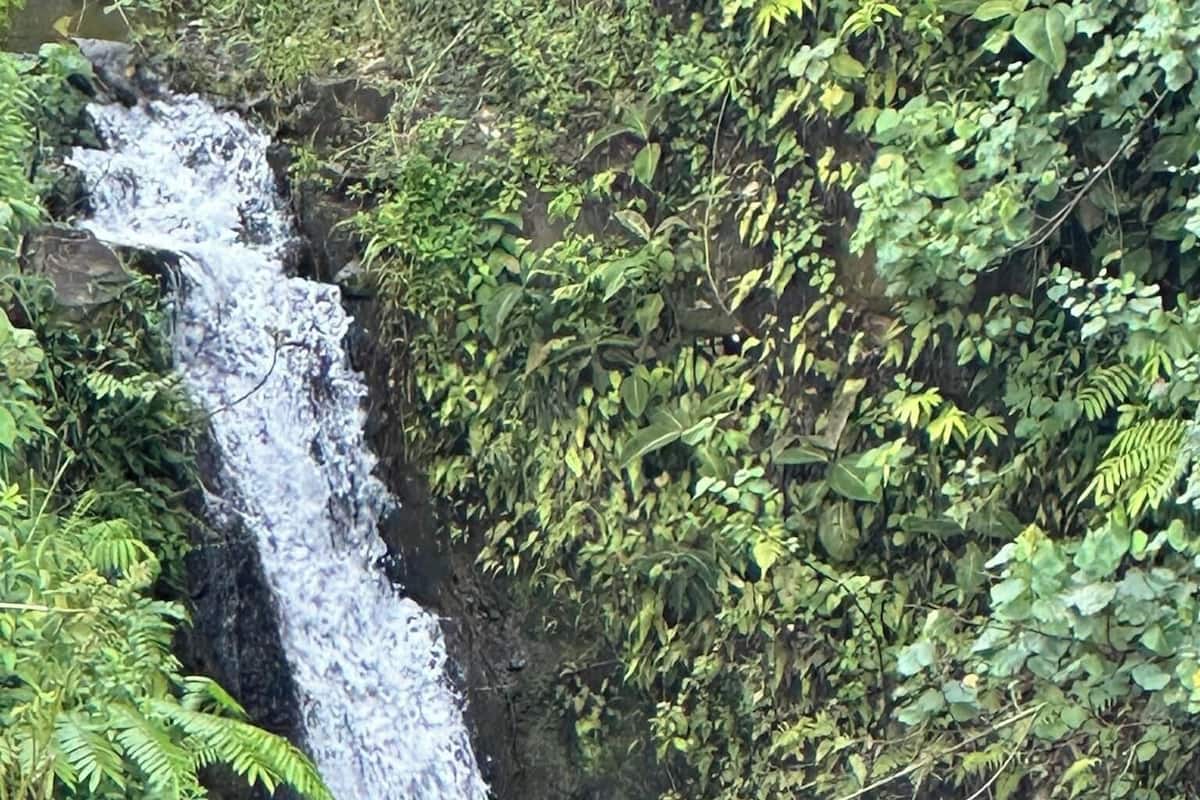 A waterfall surrounded by lush greenery.