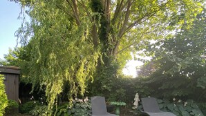 Un patio trasero con césped, dos sillones de jardín, un árbol y un cobertizo.