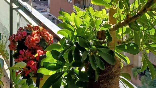 Terrace/patio - Agatha's Apartments (Rome)