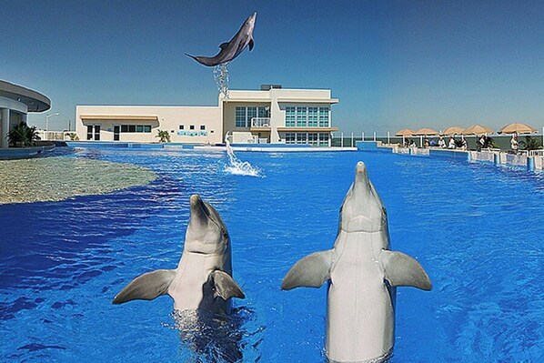 Una piscina de delfines con un edificio al fondo.