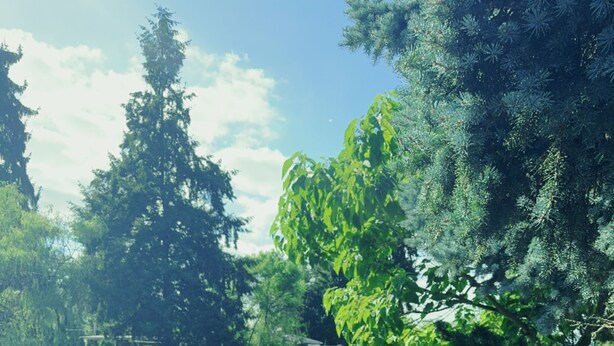 A wooden deck overlooking a calm lake with dense trees and a clear sky. - Cozy, Quiet, Bothell River House (Bothell)