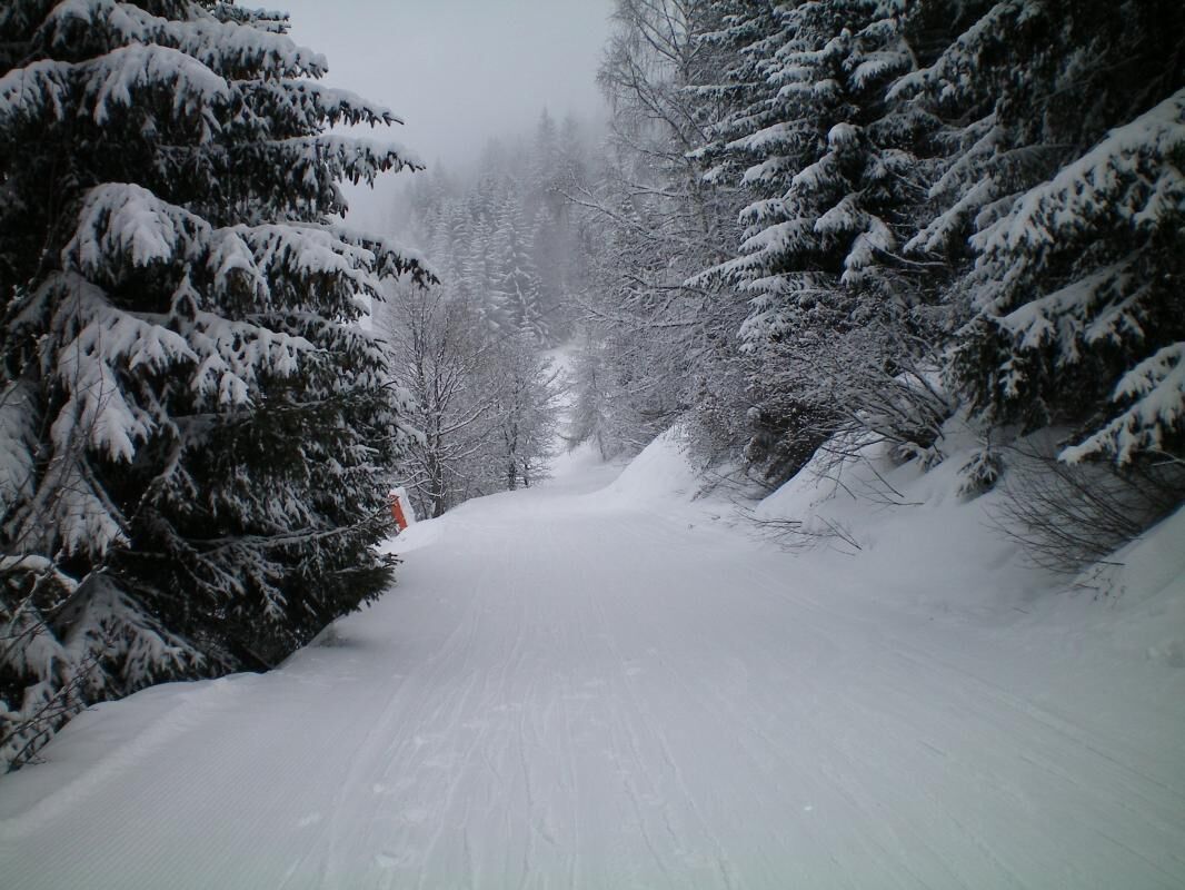 A snow-covered road flanked by trees.