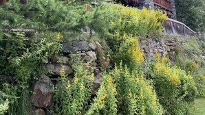 Eine rustikale Lodge mit einer Steinfassade, Holzbalkonen und üppiger, umgebender Vegetation.