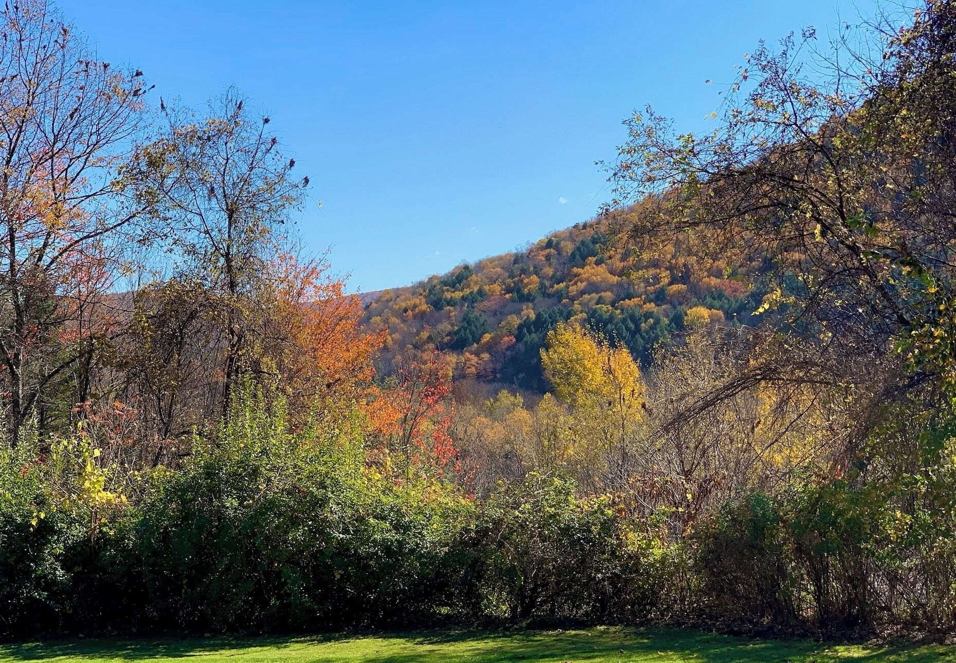 Ein bewaldetes Gebiet mit blauem Himmel.