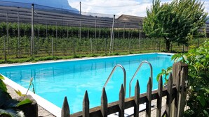 A swimming pool with a wooden fence, surrounded by greenery and a vineyard in the background.