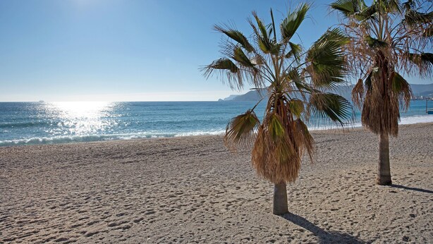 Ein Strand mit Sand und Palmen.