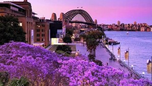 A waterfront view with a prominent bridge, a promenade, and purple flowering trees. - KozyGuru | Haymarket | Chic City Studio (Haymarket)