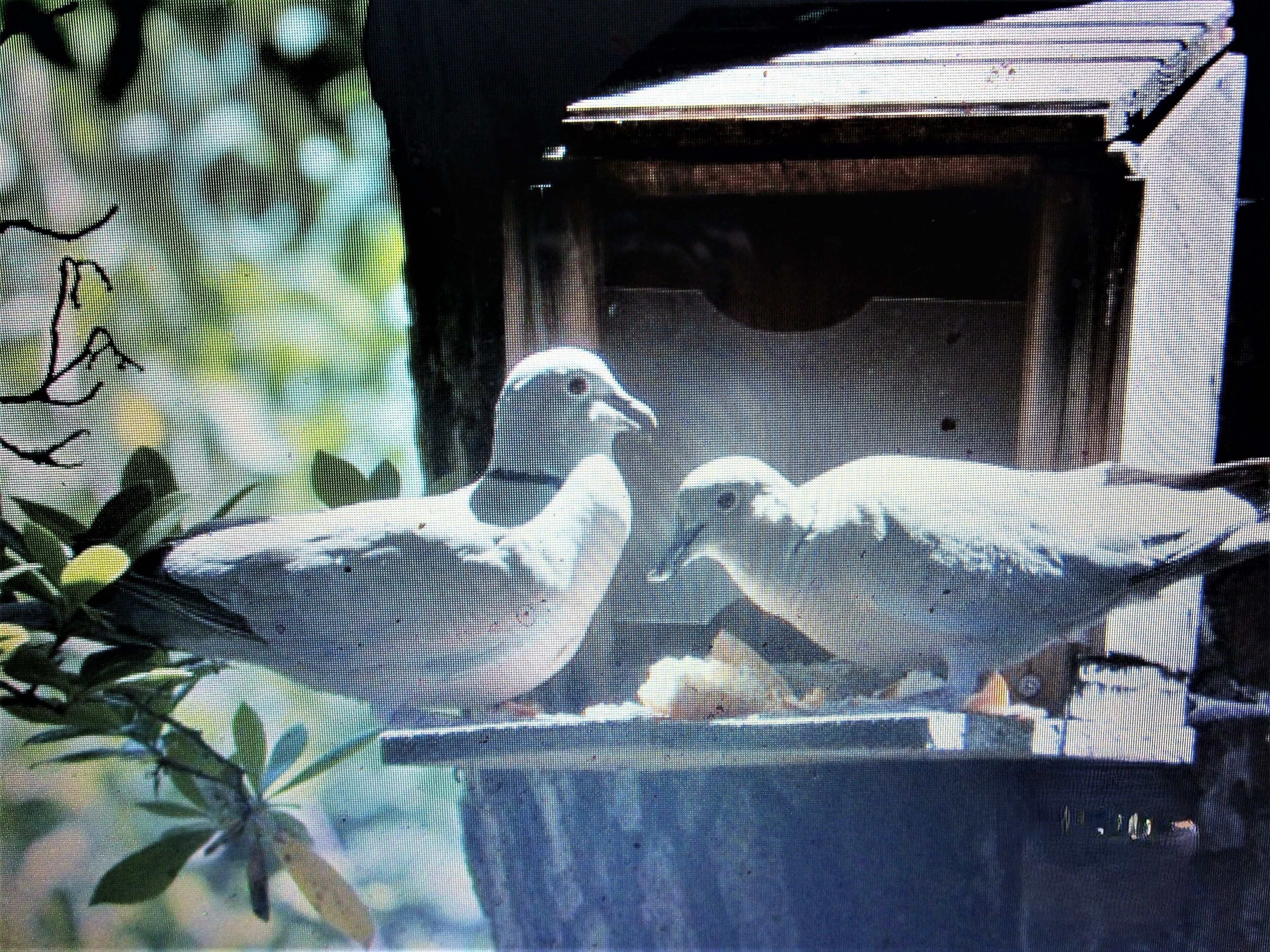 A bird feeder with two birds perched on it.