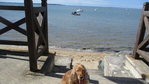 Ein Hund sitzt auf einer Betonfläche in der Nähe eines hölzernen Steg mit Booten im Wasser.