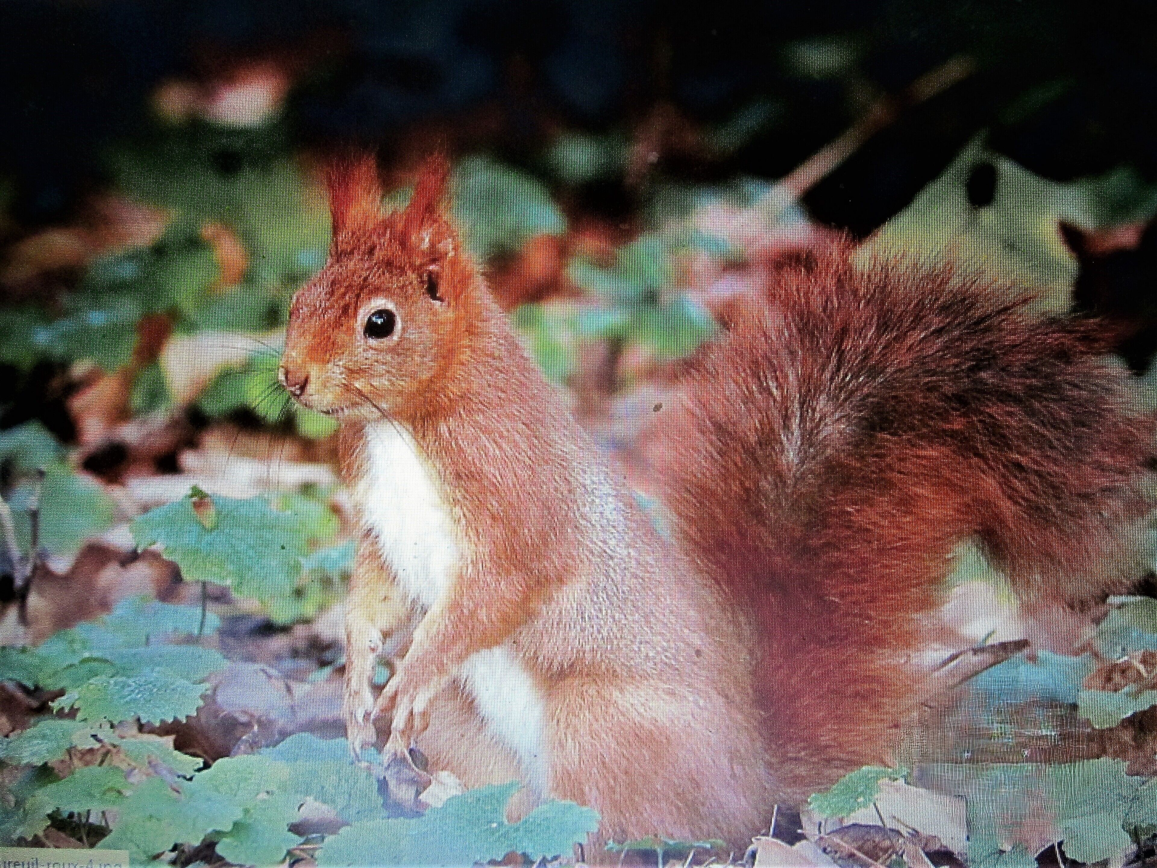 A squirrel in a natural setting with leaves and branches.