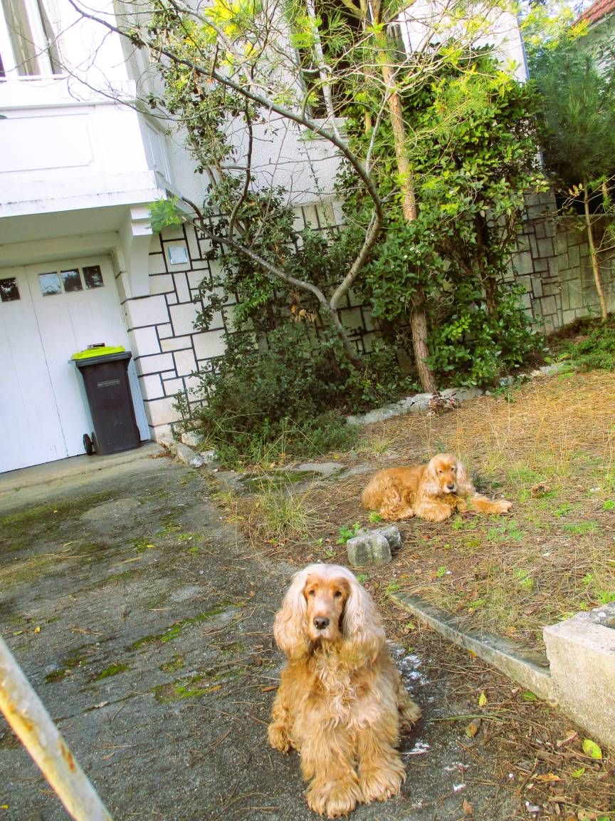 Twee honden in een tuin, met een gebouw op de achtergrond.