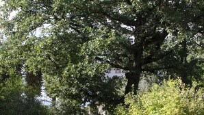 A grassy area with a white lounge chair and a large tree. - Cozy apartment in country home a few km from Arezzo (Giovi-Ponte Alla Chiassa)