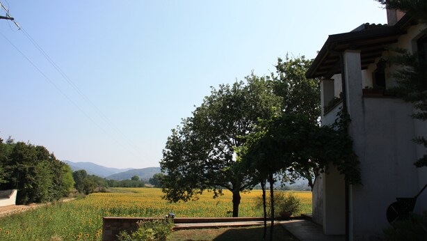 A rural landscape with a field of sunflowers, a tree, and a building with a tiled roof. - Cozy apartment in country home a few km from Arezzo (Giovi-Ponte Alla Chiassa)