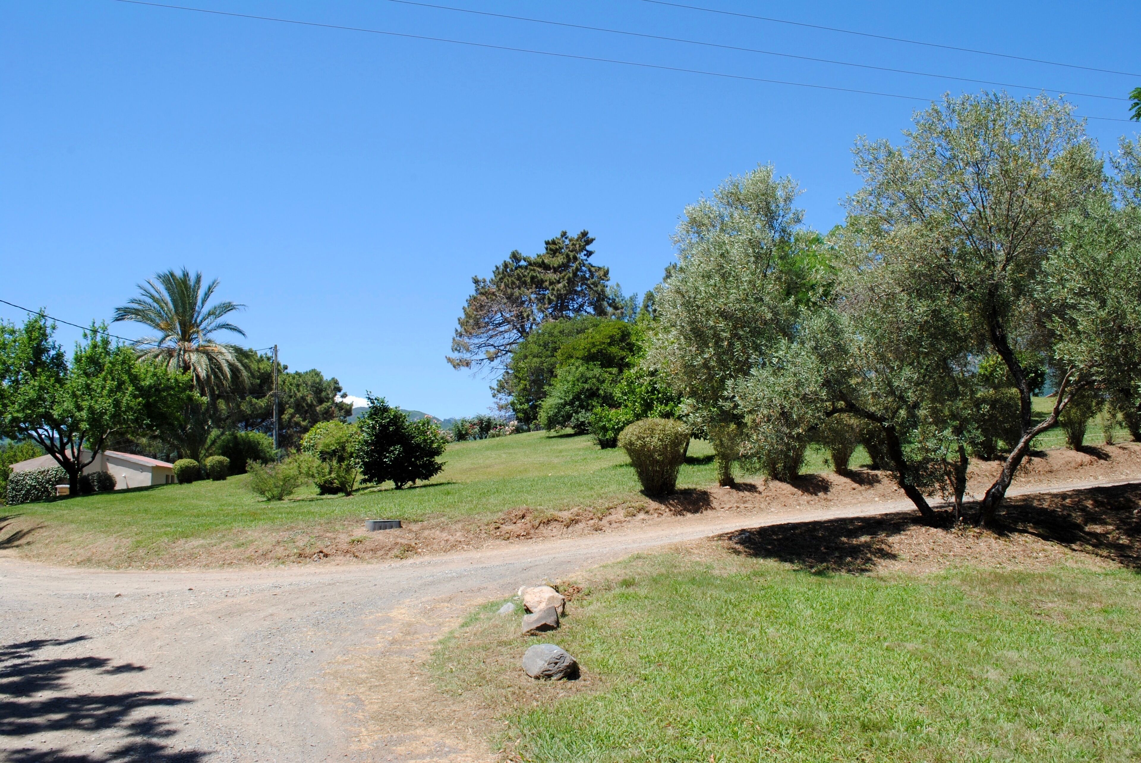 Una strada rurale con un sentiero sterrato, circondata da erba verde e alberi.