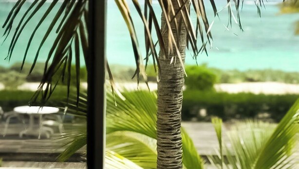 Una palmera y vistas de una playa con agua turquesa.