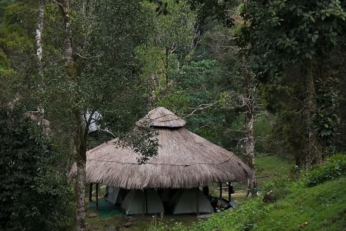 Uma cabana com telhado de palha rodeada por floresta densa.