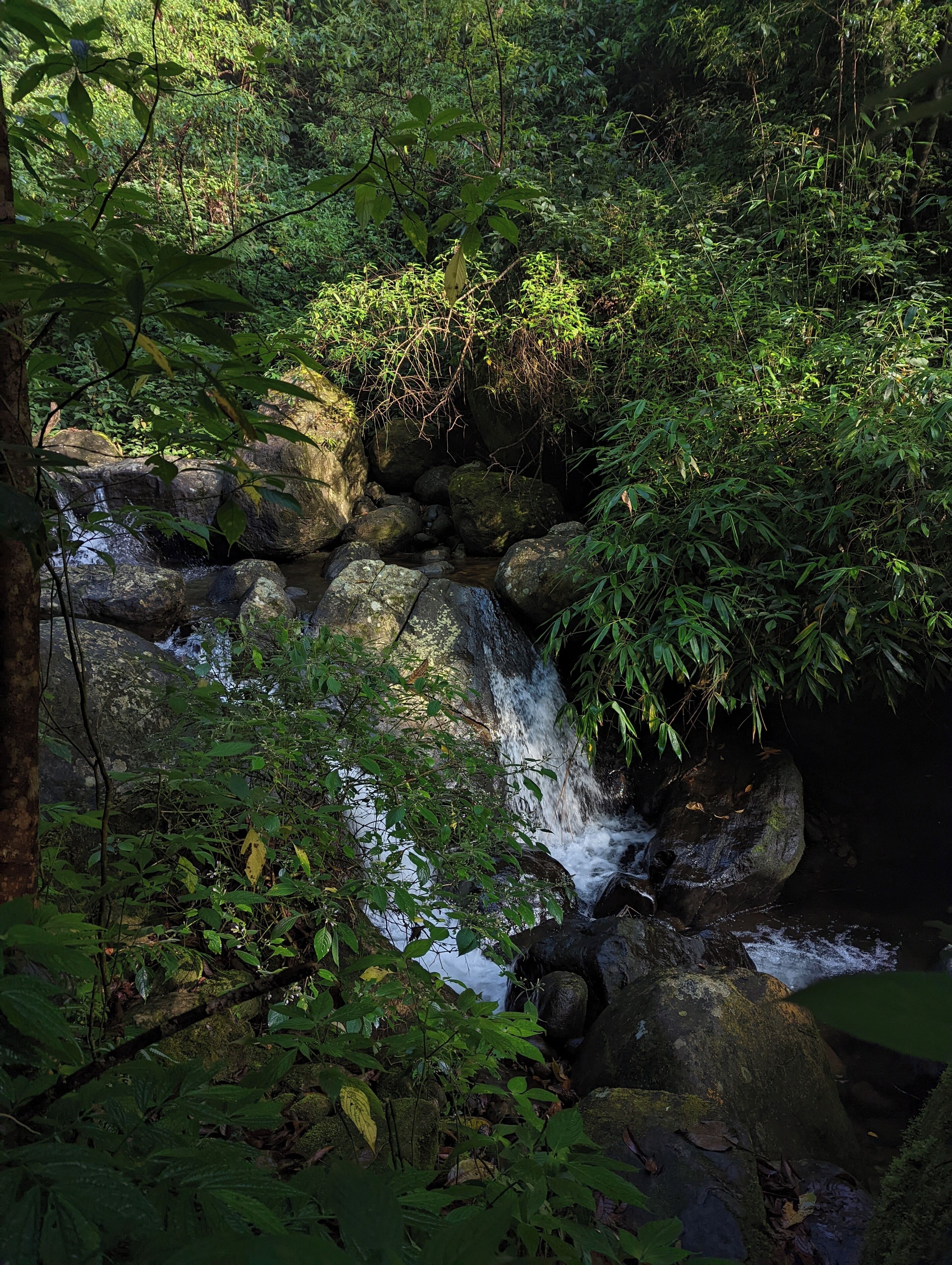 A natural waterfall surrounded by dense foliage and rocks.