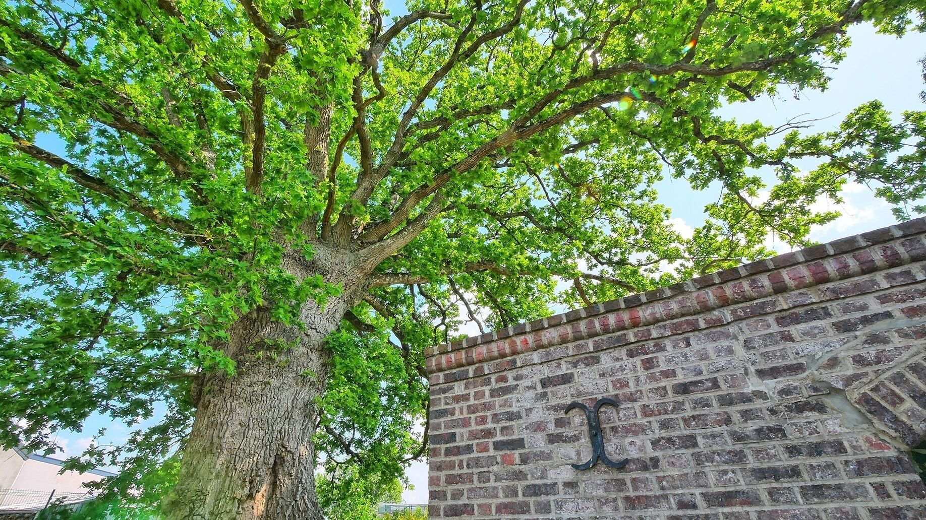 A large tree with a brick wall and a metal gate in the background.