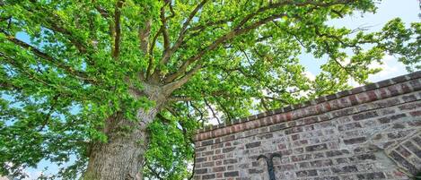 A large tree with a brick wall and a metal gate in the background.