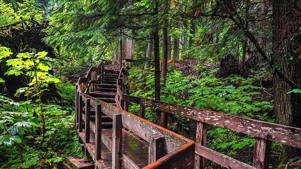 A wooden staircase in a forested area. - Beautiful 3 Bedroom House w/ Hot Tub, Sauna & Private Yard - 2 Minutes to RMR (Revelstoke)