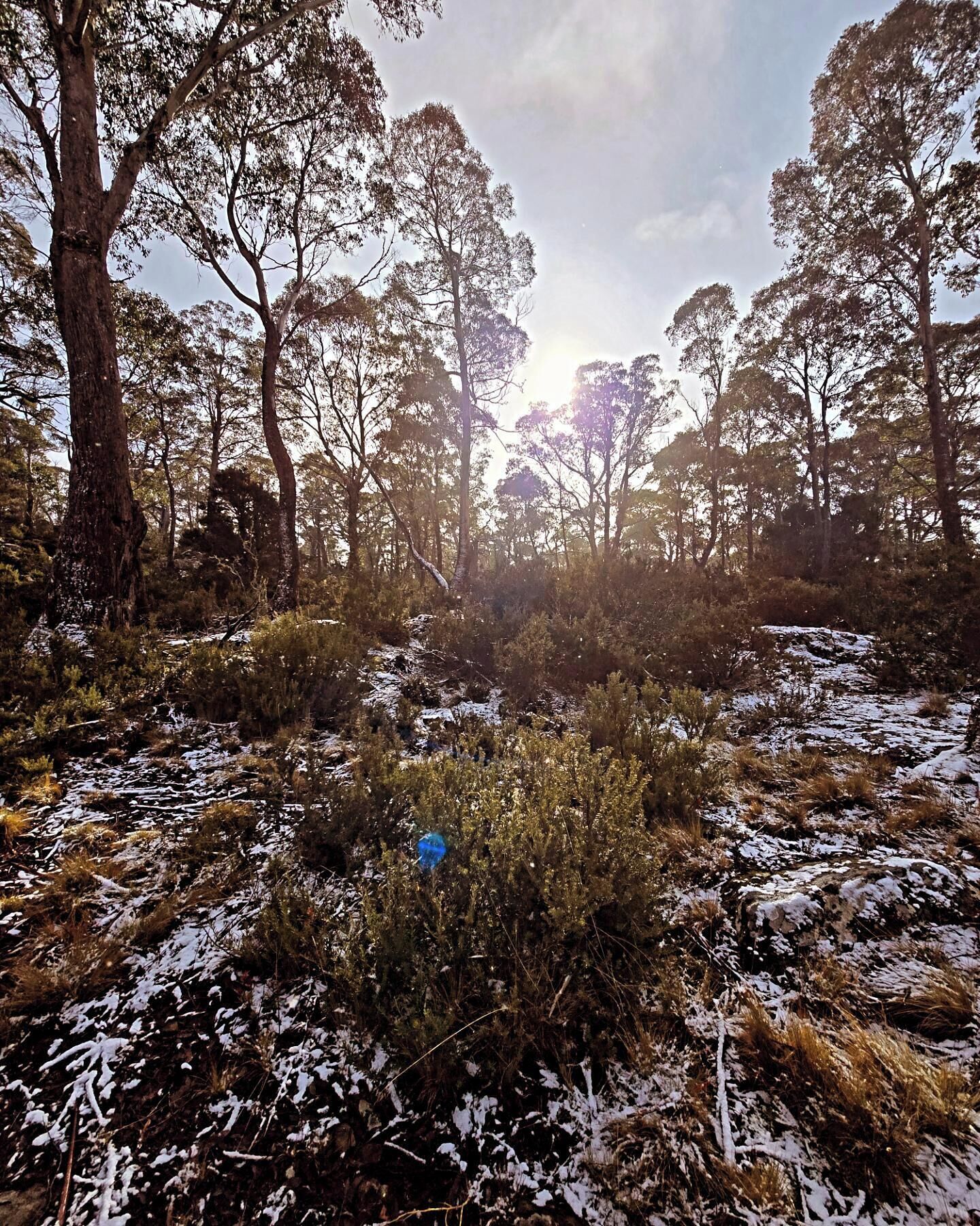 A forested area with trees and snow-covered ground.