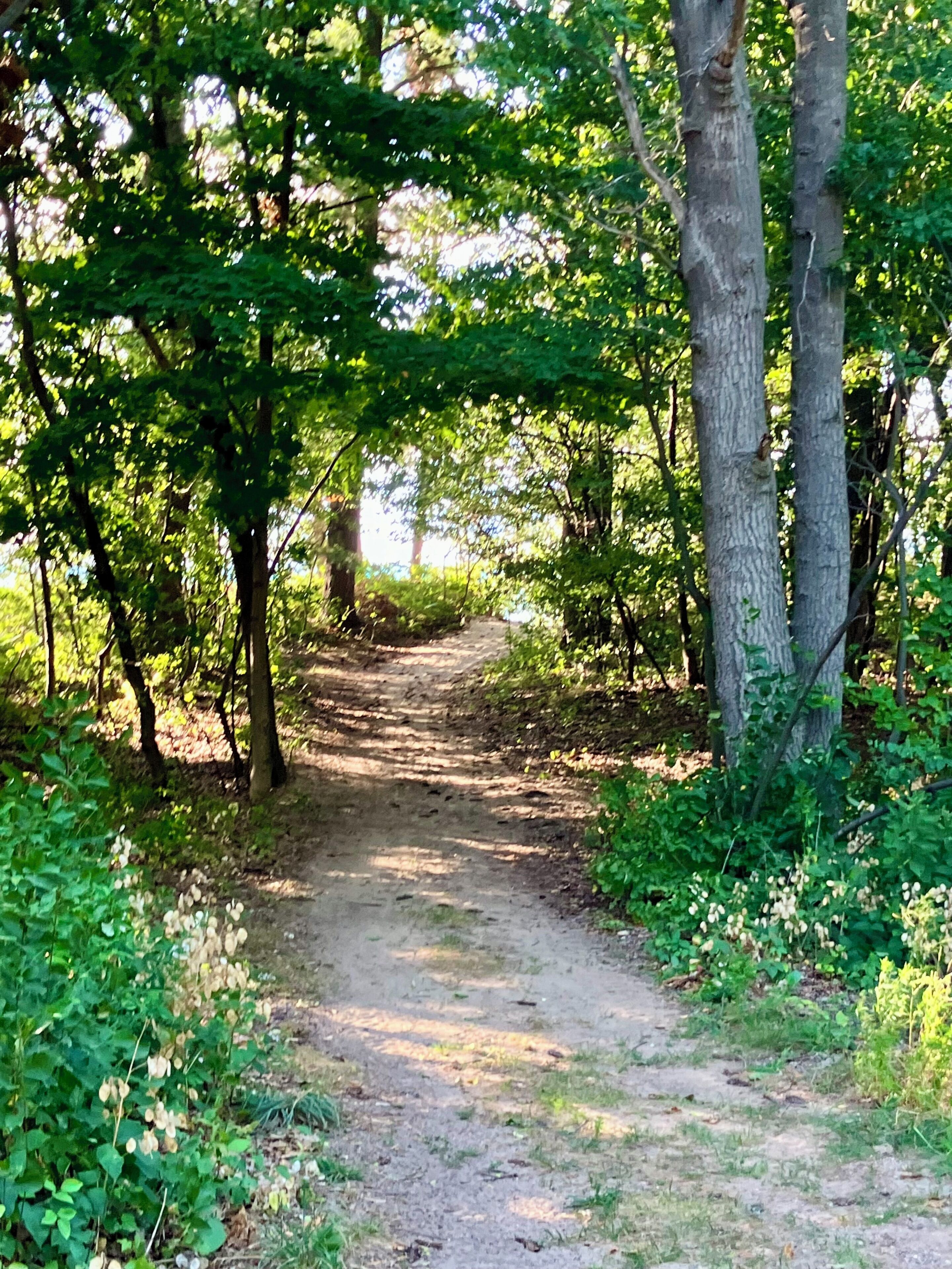 Ein unbefestigter Weg durch ein bewaldetes Gebiet mit Bäumen an beiden Seiten.