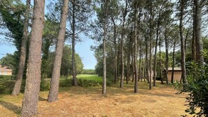 A forested area with tall trees and a grassy field.